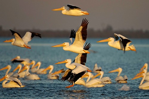 aerial-ballet