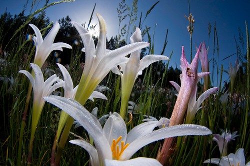 splendor-in-the-grass