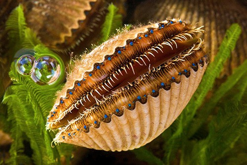 worldofscallops