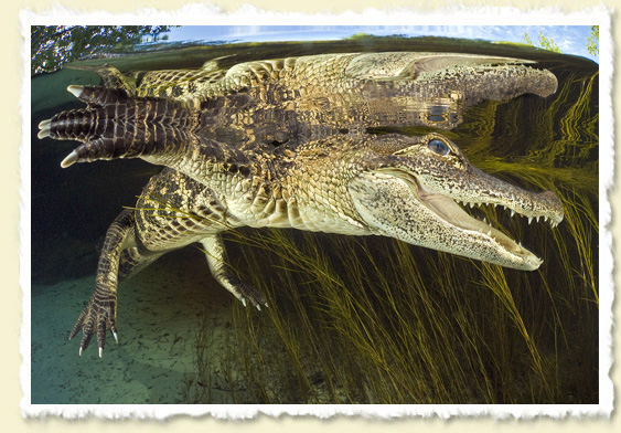 Krokodil unter Wasser
