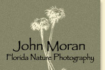 John Moran Florida Nature Photography