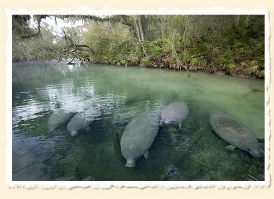 Safe Haven  Blue Spring State Park