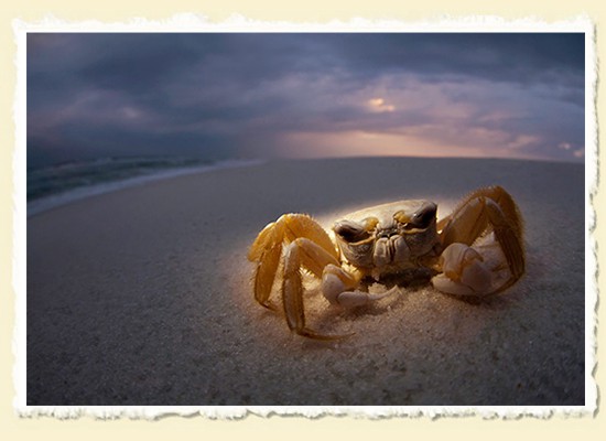 Ghost Crab  Gulf Islands National Seashore