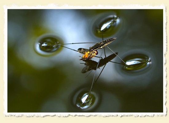 Surface Tension  Ocklawaha River