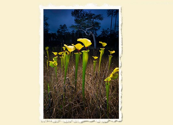 Twilight  Apalachicola National Forest