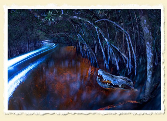 Paddling by Moonlight  The Everglades