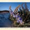 Lunar Lupines  Grayton Beach